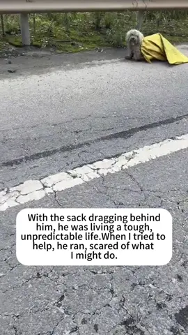 Rescue stray dogs🥰🥹#rescue #cute #helpanimals #Love #rescueanimals #trust #stray❤️ #animalsoftiktok #dogsoftiktok #rescudogs #doglover #catlove 