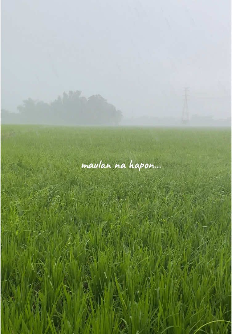 Maulan na hapon sa probinsya #creatorsearchinsights #nature #rain #ricefield #probinsya #farmlife #rural #village #Outdoors #ulan #homestead #thankyoulord #peaceful #calm #quietlife 