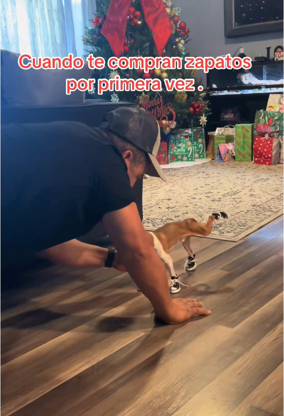 Funny dog wearing shoes#dog#dogsoftiktok #cute#pet#funny#doglover#Love#funnydog#usa#fyp#foruou #dogtok 