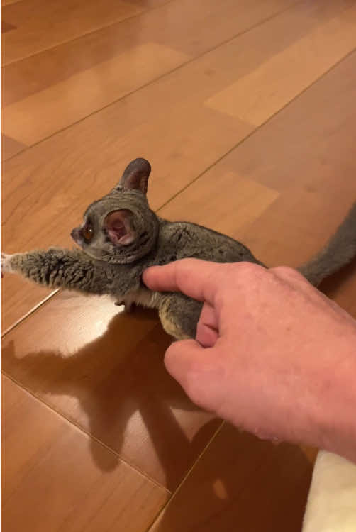 #animals #happy #galago #foryou #usa_tiktok 