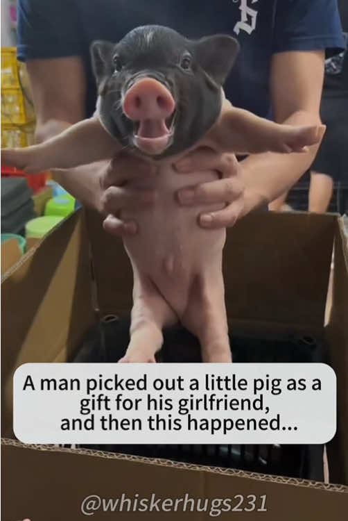 A man picked out a little pig as a gift for his girlfriend, and then this happened...#Love #pet #funny #cute #rescue #pig #pigs