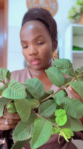 Guava leafs stimulates the synthesis of follicle stimulating hormone (FSH) and luteinizing hormone (LH), both key hormones involved in regulating fertility and overall reproductive health.#trend #fyp #luo #fypシ゚ #fertility 