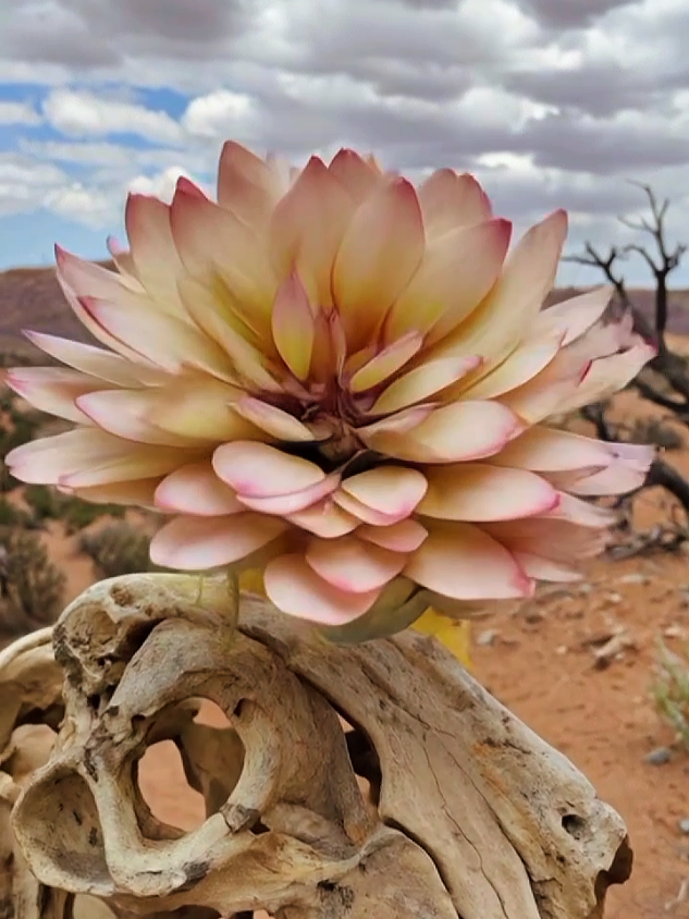 #flowers #nature #beauty #foryou #foryoupage 