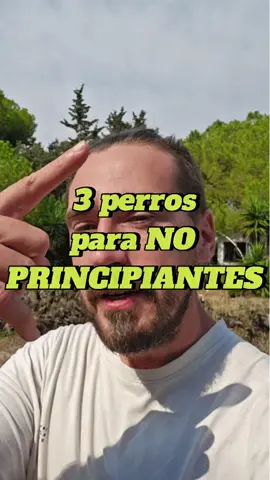 3 razas de perro no aptas para principiantes Pastor Belga Mallinois. Las protectoras y perreras se estan llenando cada día más de esta raza, a causa de lo que implica tener uno. NO ESTAS PREPARAD@ BEAGLE: Perro más pesado del mundo, ladrón, y listo con malicia, eso sí, muy monos. Si tienes paciencia de santo, para ti!  Border collie - Has de estar preparado para no dormir, y para combatir obsesiones, ya que son perros de trabajo, no para tener encerrados. Sufren  muchísima ansiedad si no le das lo que necesitan.  #malinois #bordercollie #beagle  #perro #principiante 