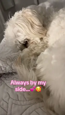 This…💕💕 #fyp #creator #view #viral #dog 