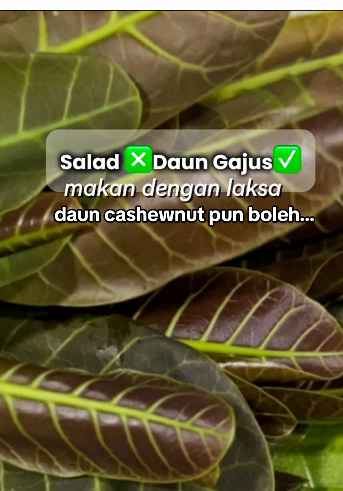 #creatorsearchinsights  Biasanya orang makan kacang gajus je… tapi daun dia pun boleh makan tau! Harini kakak boh dalam laksa ganti salad . Rare kan?  Orang kampung macam kakak mesti pernah makan ni… betul tak? Cer komen!  #salad #ulamkampung #kampung #laksa 
