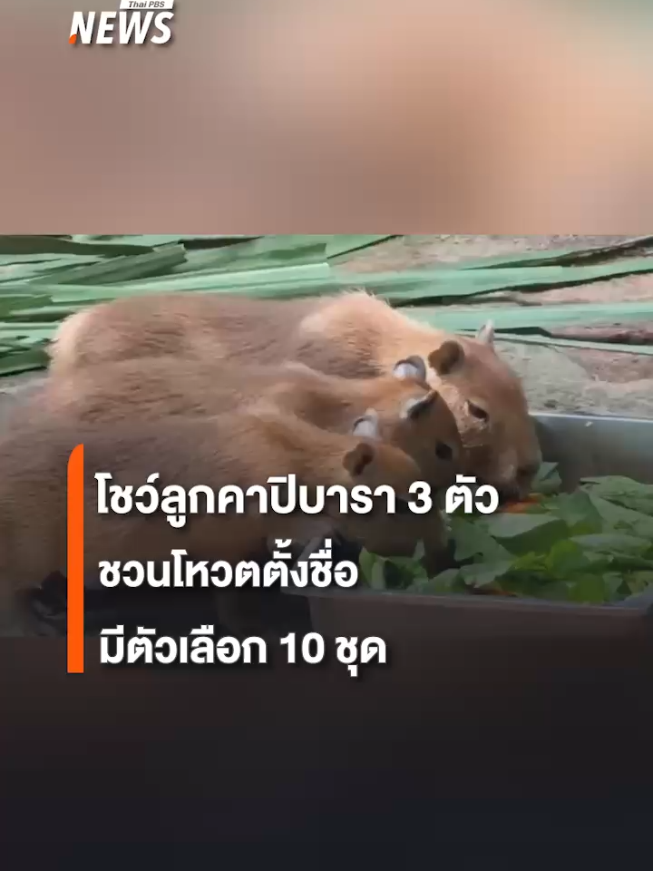 ชมความน่ารักน่าเอ็นดูของลูกคาปิบารา 3 ตัว สมาชิกใหม่สวนสัตว์เปิดเขาเขียว โดยสวนสัตว์ชวนนักท่องเที่ยวโหวตตั้งชื่อให้ มีตัวเลือกให้ 10 ชุด เช่น 
