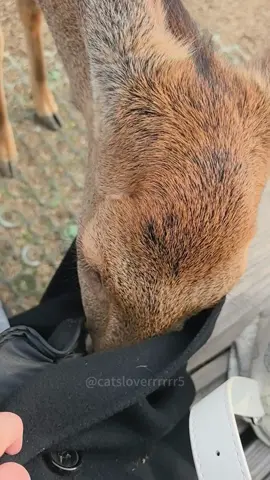 Funny deer🦌#animals #fyp #deer #fypage #funny #deertiktok 