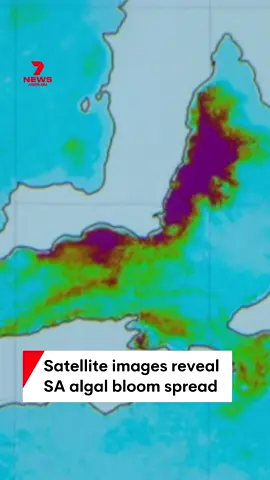 Marine disaster timeline: New satellite images show just how fast South Australia’s algal bloom has spread from a small cluster in March to now covering more than 4,000 square kilometres. #7NEWS