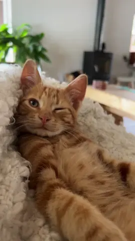 ; )