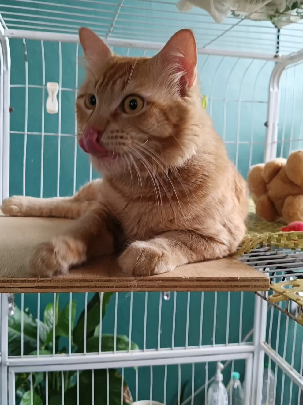 #kucingtiktok #catsoftiktok #fypmalaysia #oyen #orangecatbehavior 