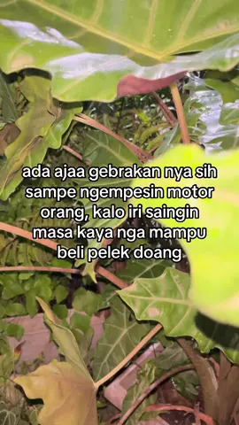uang nya terlalu sedikit sampe nga bisa beli pelek#foyoupage #variogen2 #masukberandafyp 