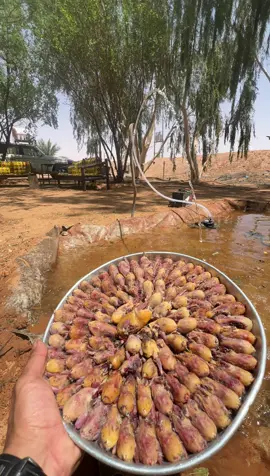 #طارق_الوبير 