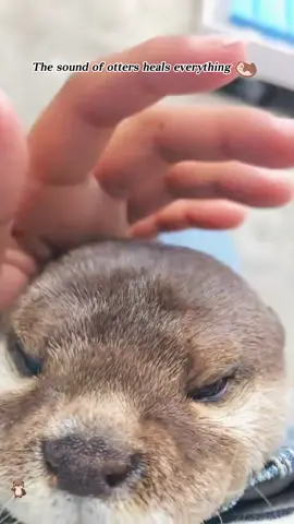 The sound of otters heals everything.#usa🇺🇸 #fyp #otter #funny #funnyvideos 