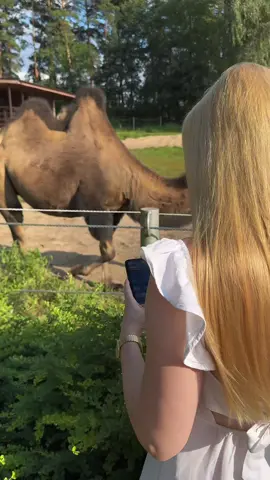 Playing with my new friends 😃🐫🐪 #chocoholic_pubg #pubgm #ببجي_موبايل #fyp #pubg 
