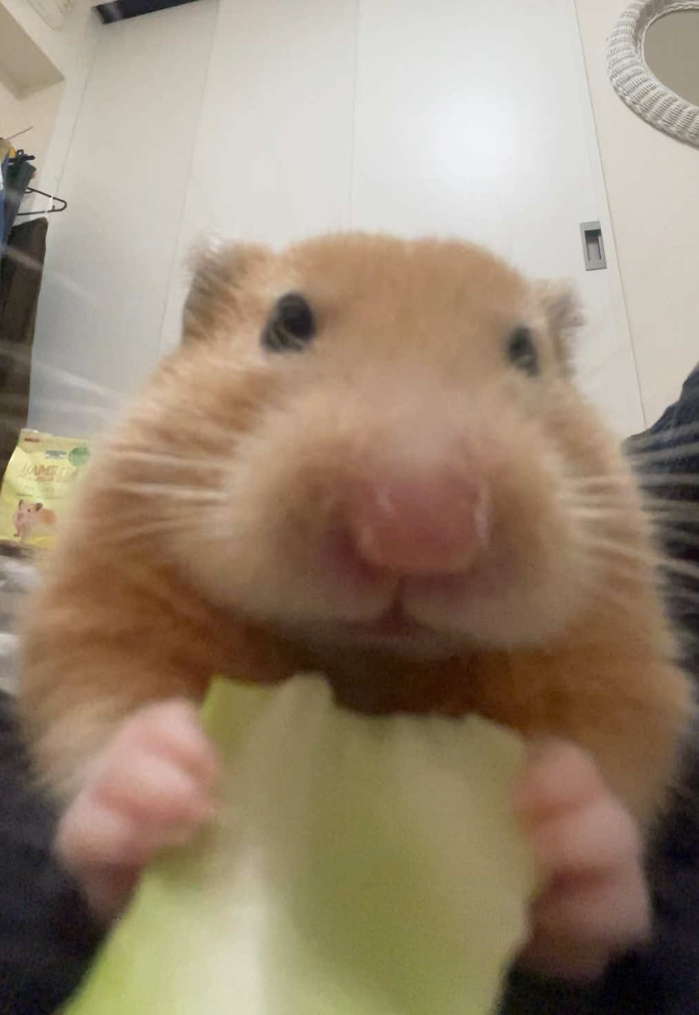 完食キャベツ✌️🥬🌟#キンクマ #ハムスター #햄스터 #hamster #キャベツ #cabbage #asmr 