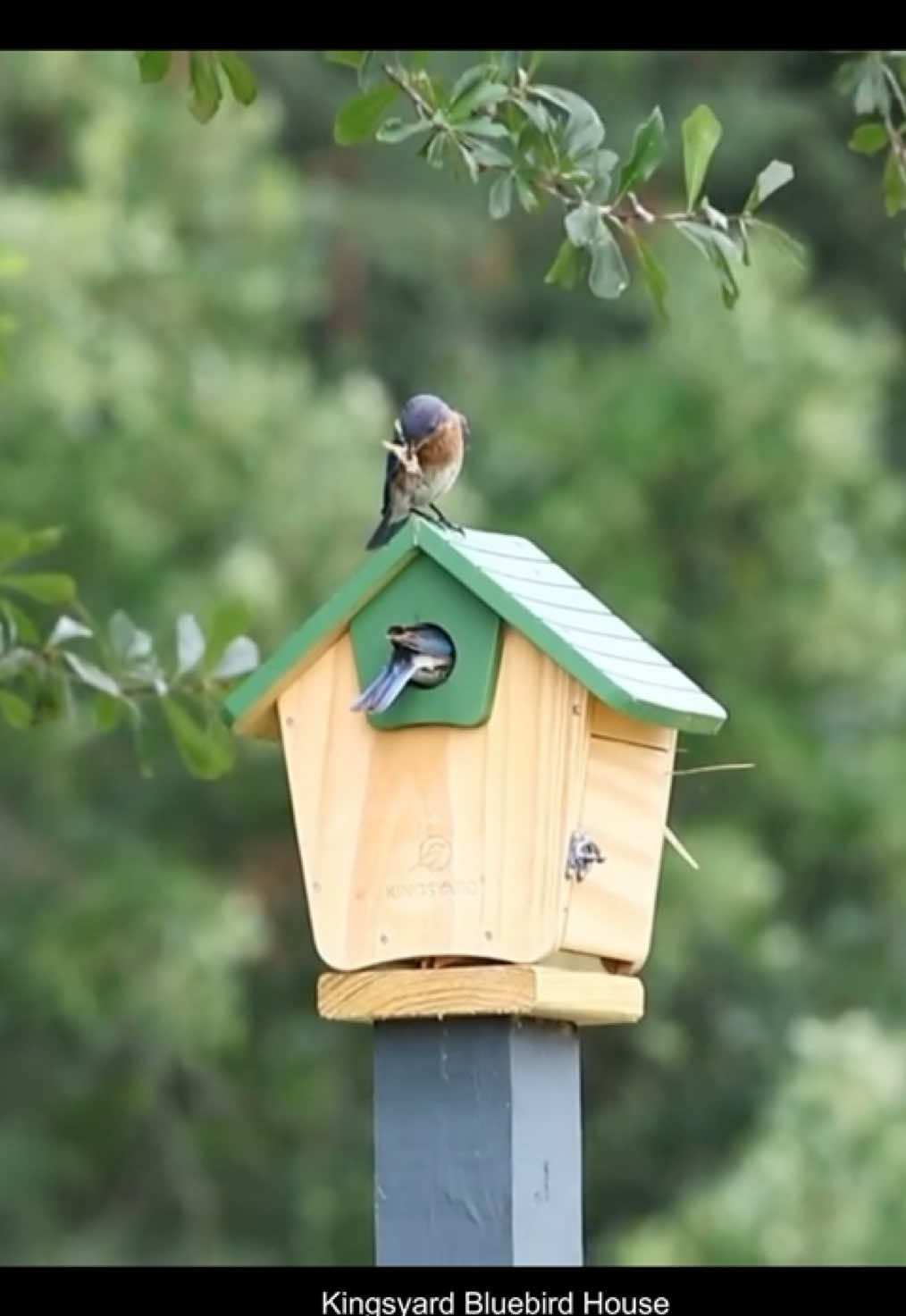 Bluebird couple feeding their babies ✨⭐️ 📷Video by wildpassingthru #Kingsyard #bluebirds #WildBirds #birdhouse #photography #birdlovers #fyp 