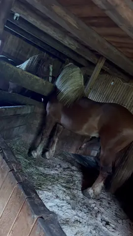 #fyp  #tik_tok #viralvideos  #horse #videoviral  