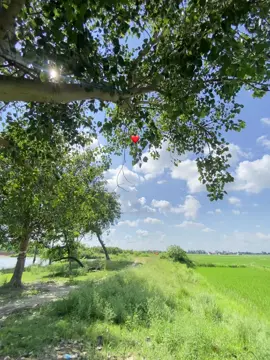 Babakutii npj #nirmalchhetri #fypシ゚viral #nepalgunjmuser #naturelover 