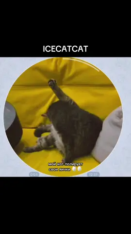 #кот