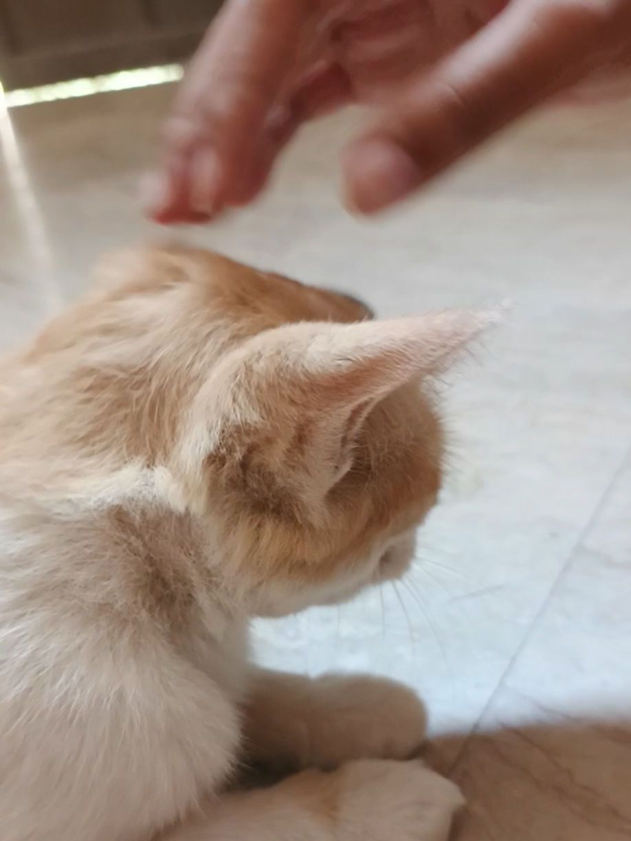 we miss you orange mawo 😭😭😭#simba #strycat #catlovers #foryou #fyp 