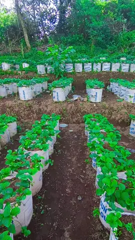 ayo semngat berkebun #fyppppppppppppppppppppppp 