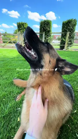 Today would have been Leo’s 4th birthday 💔 Just 10 days ago, he passed away  from GDV - a life threatening condition where the stomach twists. My baby boy, my best friend… forever loved, forever missed 🤍🐾 #gsd #germanshepherd #gdv #petloss #birthday 