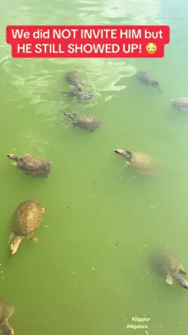 REMEMBER THEY LOVE TO CRASH PARTIES IN FLORIDA! When you are enjoying the turtles and a nice relaing walk around the pond, when you see this! ALLIGATOR DECIDES TO MAKE AN APPEARANCE! Remember when in FLORIDA THERE ARE ALLIGATORS EVERYWHERE! In EVERY WATER THERE is an ALLIGATOR! #alligator #alligators #alligatorsoftiktok #floridagators #gator 