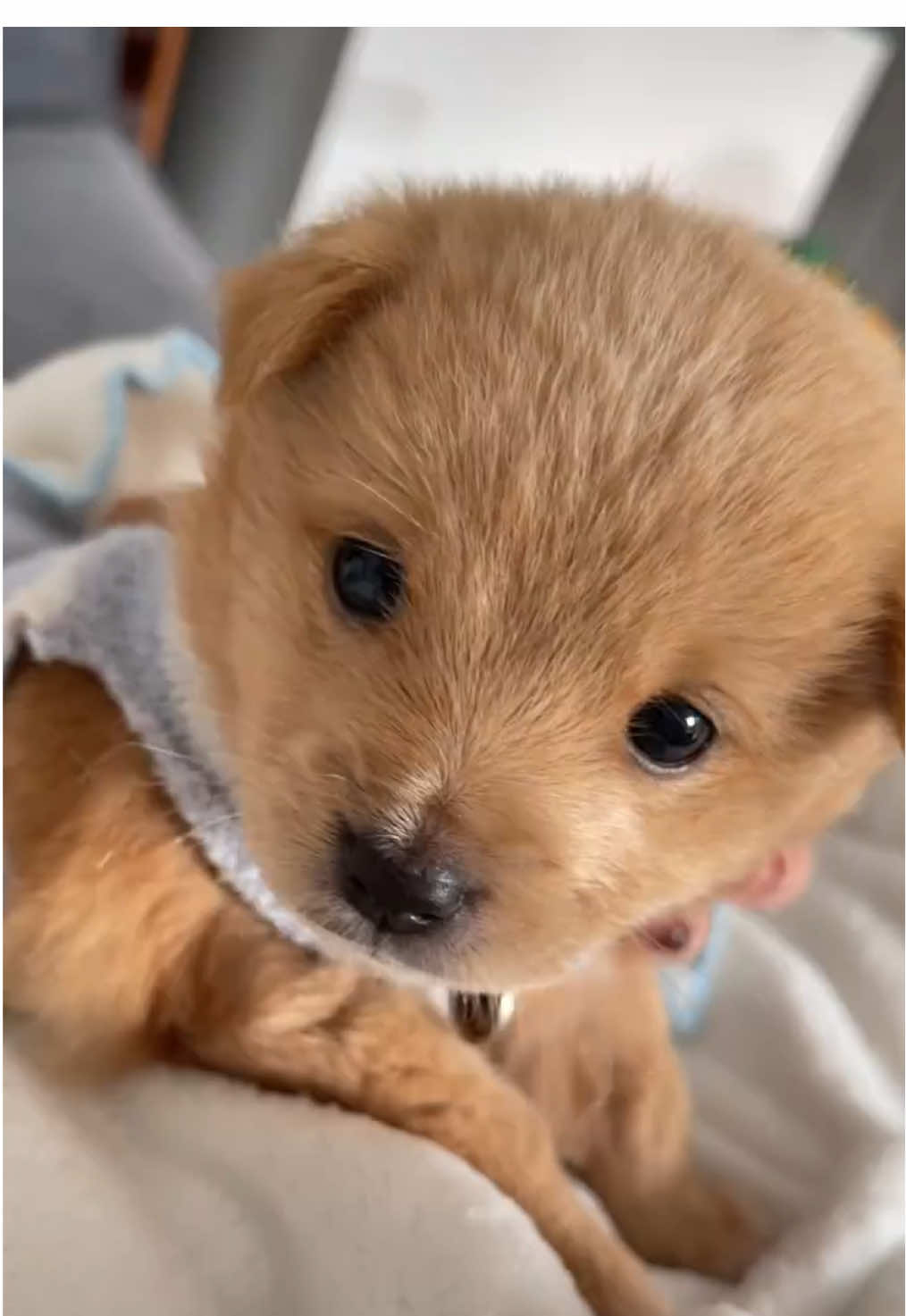 #dog #fyp #cutedog #doglover 