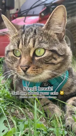 Take a break and tell me all about your fur babies! What are their names? What silly things do they do? What’s their favourite toy? What’s the cutest thing they’ve done? What’s your favourite thing about them? I can't wait to hear your cat tales! 😻  #cat #catowners #cattok #catlover #scrollbreak 