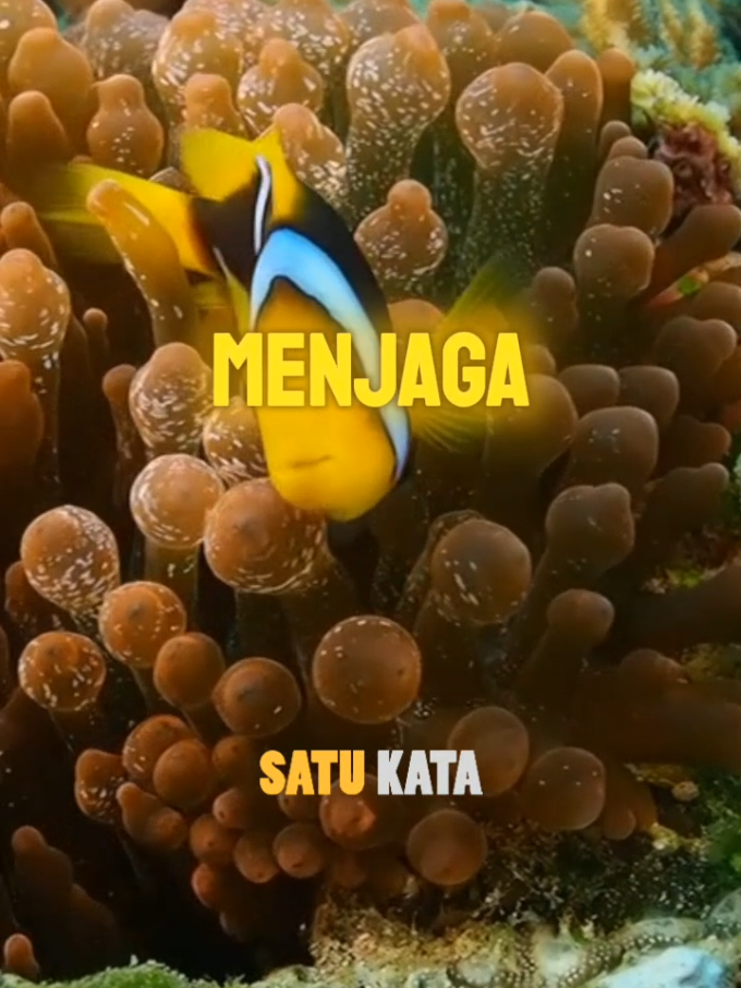Hewan Laut yang Bisa Mengubah Jenis Kelamin #satukata #faktaunik #duniahewan 