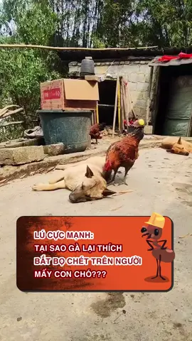 Mấy con chó khoái khoái 🤣 #kienkhongngu #LearnOnTikTok #hoccungtiktok #BEATNetwork 
