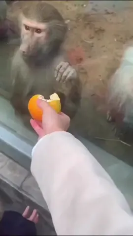 Interesting monkey #funny #funnyvideos #foryou #fyp #pet  
