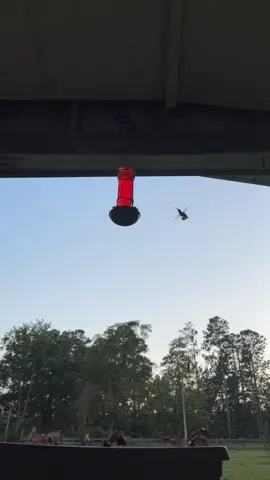 #dayinmylife #hummingbird 