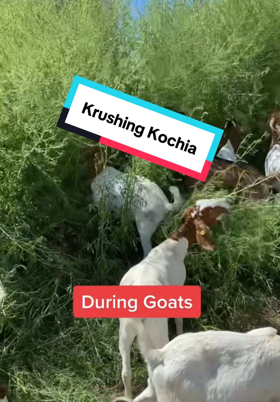 The Kochia krushing power of goats.  #goats #goatscaping #goatgrazing #grazinggoats #contractgrazing #contractgoatgrazing #targetedgrazing #targetedgoatgrazing #grazingsystems #prescibedgrazing #prescribedgoatgrazing #systemsgrazing #rentagoat #yardmaintenance #weedremoval #firefuelreduction #brushremoval #thegoatguy #goatguy #bosque #newmexico #cowboymax