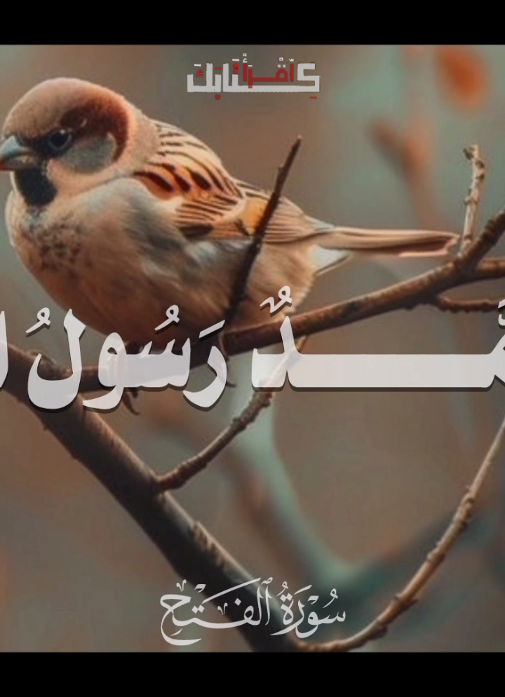 🦩| محمد رسول الله 🤎🤎🤎 .  .  .  #قران #quran #محمد_رسول_الله  #اللهم_صلي_على_نبينا_محمد #قران 