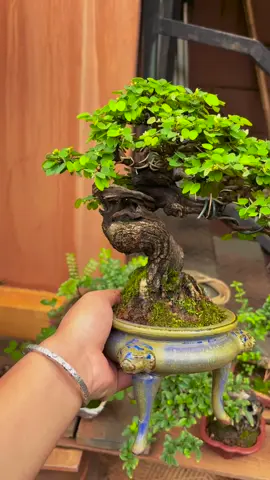 inspirasi bonsai karakter  #bonsaiontherock #bonsaiserutraft #bonsaificus #bonsaiindonesia #bonsaiilengileng 