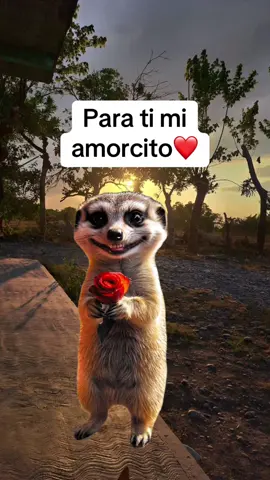 Por todas las veces que te hize enojar😅#MemeCut #amor 