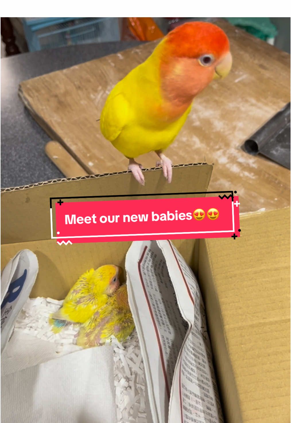 Falling in love again😍😍#birds #lovebirds #fyp #pet #PetsOfTikTok 
