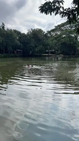 এই সেই ময়মনসিংহ ফুলবাড়িয়ার ভাইরাল পুকুর কিছুদিন ধরে আজব জিনিস দেখা যাচ্ছে তো সবাই দেখেন অবশেষে কি পাওয়া গেল পুকুরে  #viralreelschallenge #facebookvideo