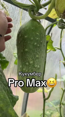 #сад #огород #дача #саженцы #DIY 