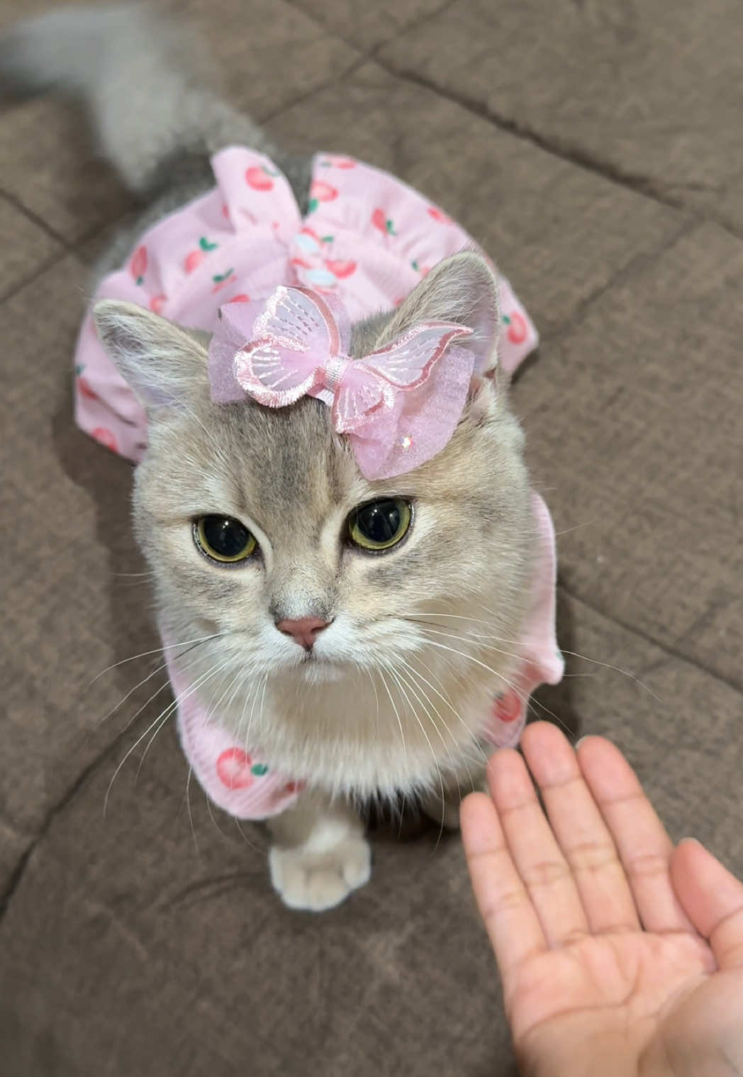 หนูpurrดังมากก