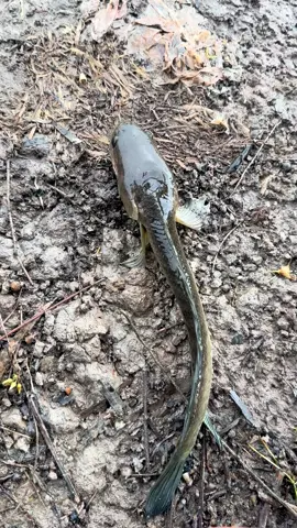 Cái CC này nó bị suy dinh dưỡng nặng r mấy ný ơi 🤣🤣🤣 #lurefishing #caucaloc #lure #cauca #caucagiaitri #lurecaloc #caulurecaloc #caloc 