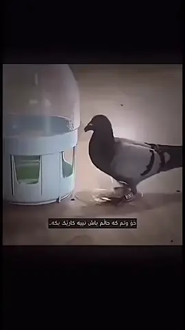 #fyp #tiktok #fiypシviral 