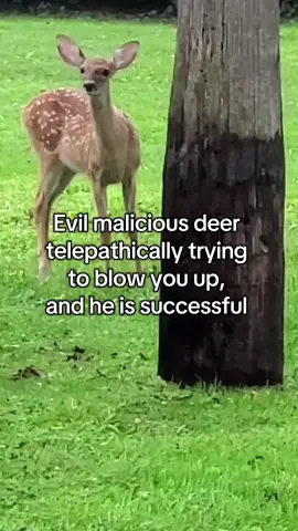 I can’t believe you stood there long enough to let him blow you up you absolute fool  #spirituality #deer #evil #crashout #funny 