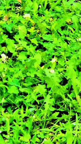 #thisisyoursign put this sound over anything in your drafts.. like this busy little #bee .. so tiny, and working all alone in a big, huge field. #takemybreathaway 🐝 🥰✨️✨️ 🐝 🐝 #Nature #polination 