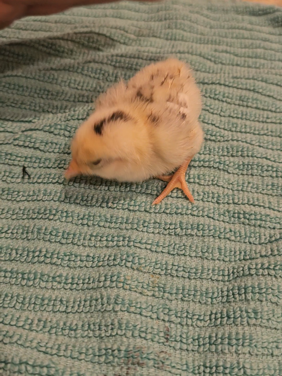 #farmlife #chickensoftiktok #chicken #sickchicken #chicks 
