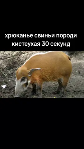 #морскаясвинка #хрюканье #кабан #свеня #свинья 