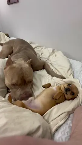 Milton and Kezler playing 😂 #dog #chihuahua #chihuahuastiktok #pitbull #americanbully