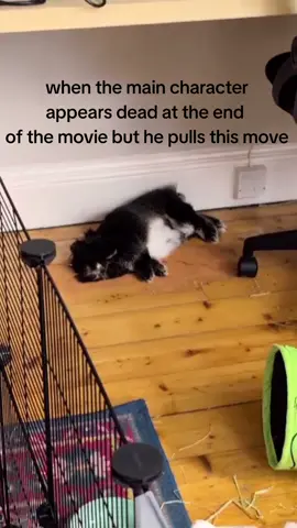 what a dramatic little bun he is #bunny #michaelbay #whativedone #linkinpark 